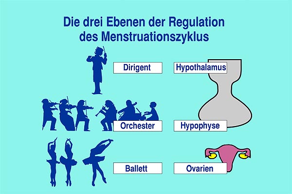 Der Menstruationszyklus Ein Internet Lernprogramm